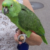 Yellow-naped Parrot